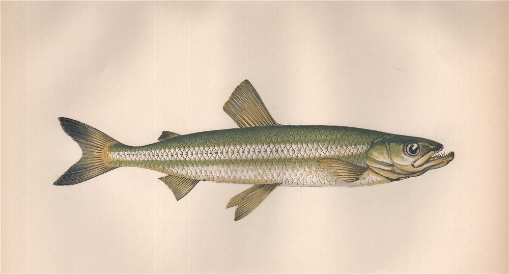 EUROPEAN SMELT Osmerus eperlanus Sparling Spirling Rainbow Smelt COUCH Fish 1862